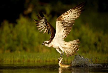 Osprey catching Fish Andy Rouse